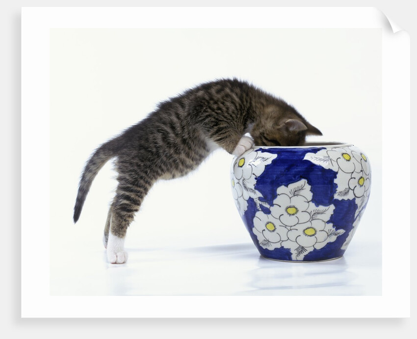Kitten Looking in Decorated Vase by Anonymous
