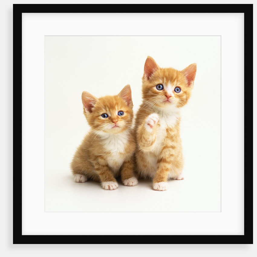 Two Kittens by Anonymous