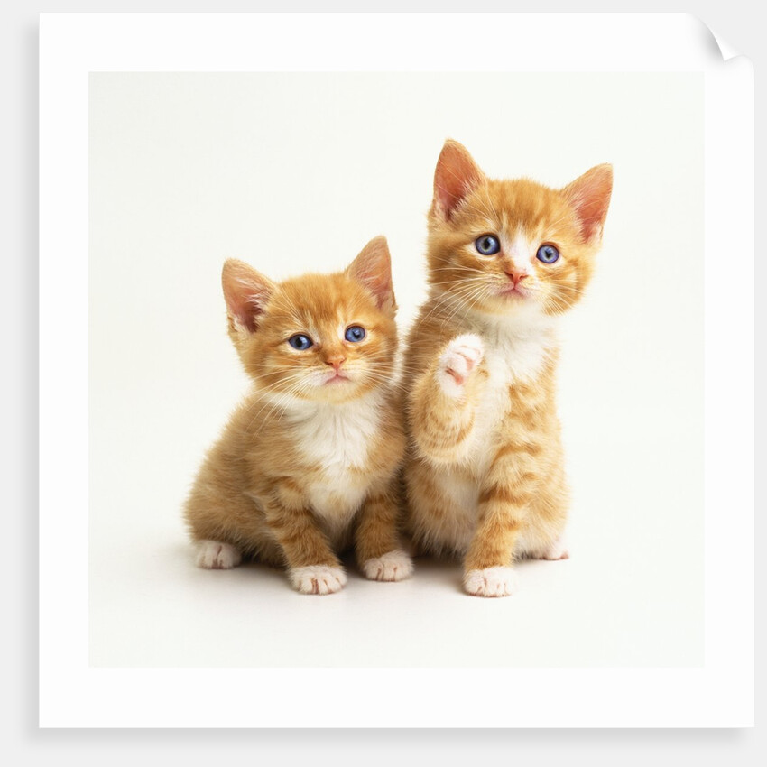 Two Kittens by Anonymous