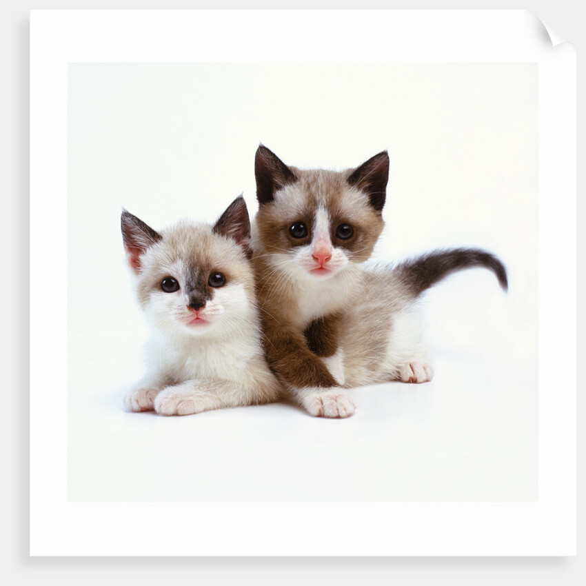 Two Tan and White Kittens by Anonymous