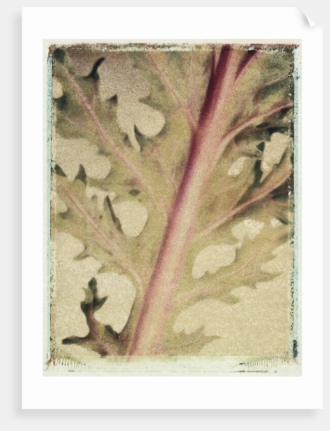 Kale by Jennifer Kennard