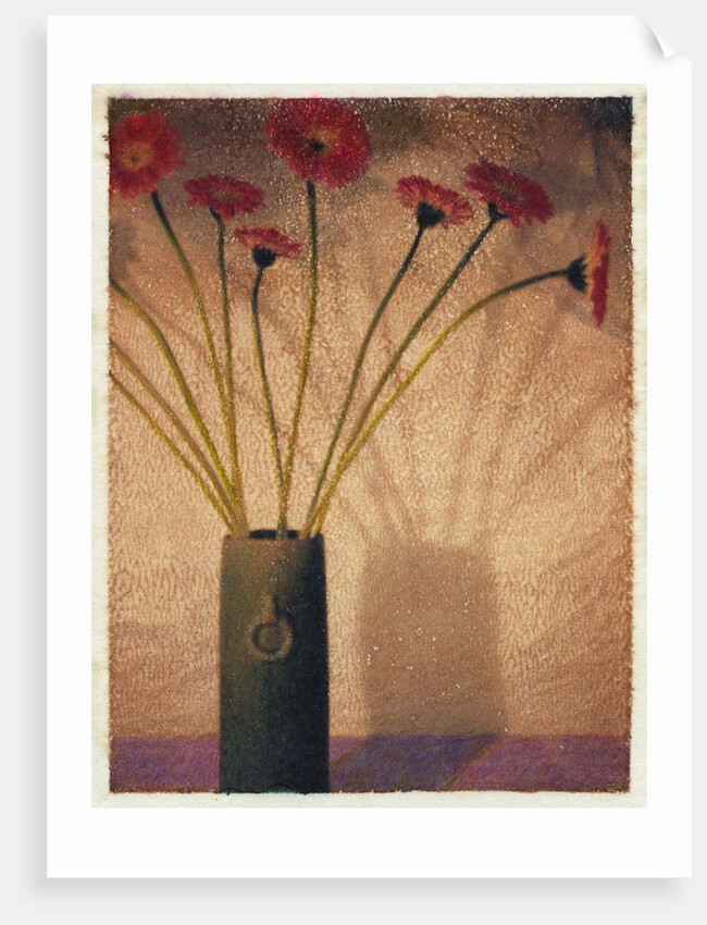 Gerbera by Jennifer Kennard