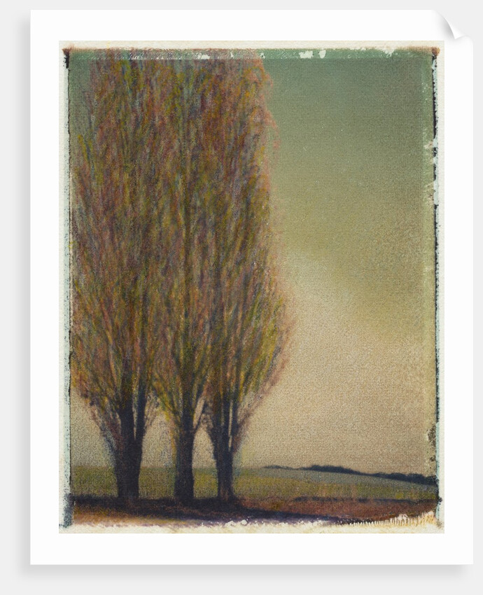 Three Poplars by Jennifer Kennard