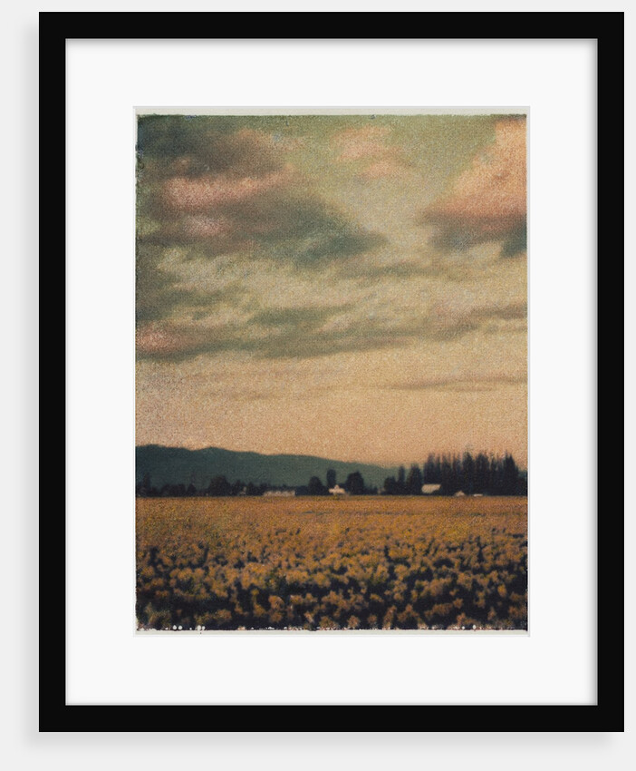 Skagit Daffodils #2 by Jennifer Kennard