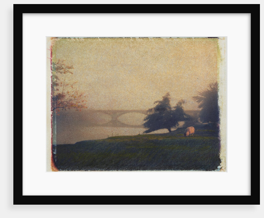 Sheep Grazing by Jennifer Kennard