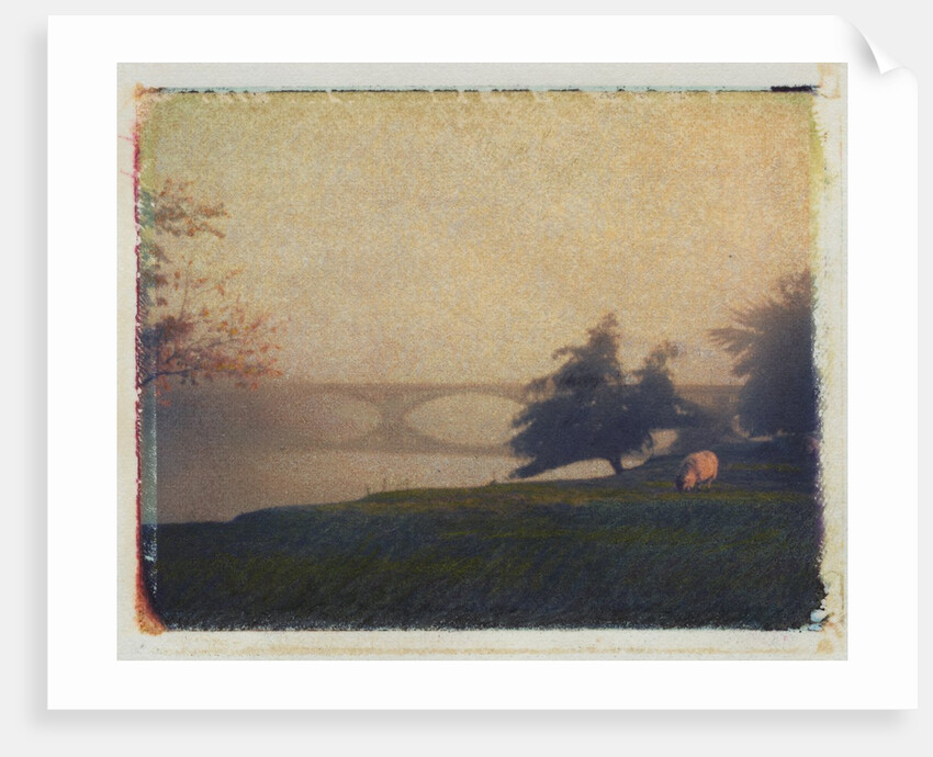 Sheep Grazing by Jennifer Kennard