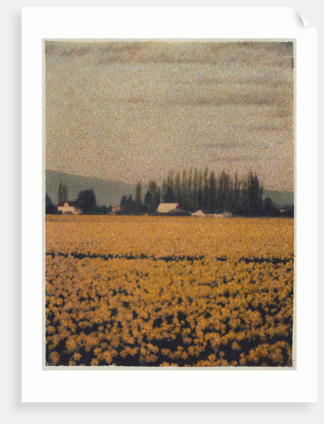 Skagit Daffodils by Jennifer Kennard
