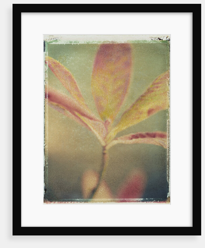 Deciduous Azalea by Jennifer Kennard