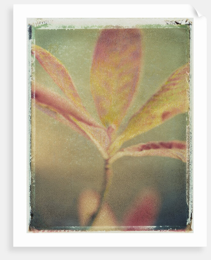 Deciduous Azalea by Jennifer Kennard