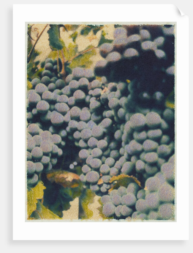 Merlot #2 by Jennifer Kennard