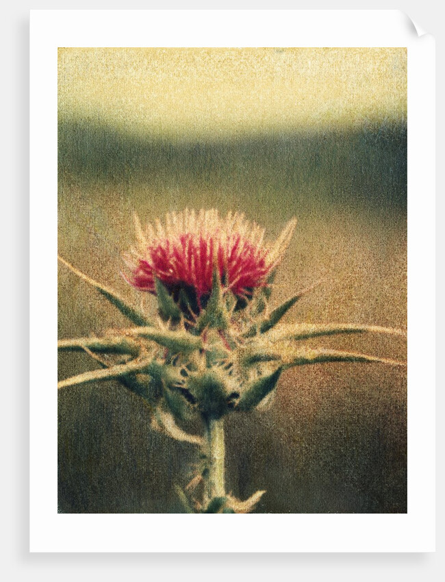 Thistle by Jennifer Kennard