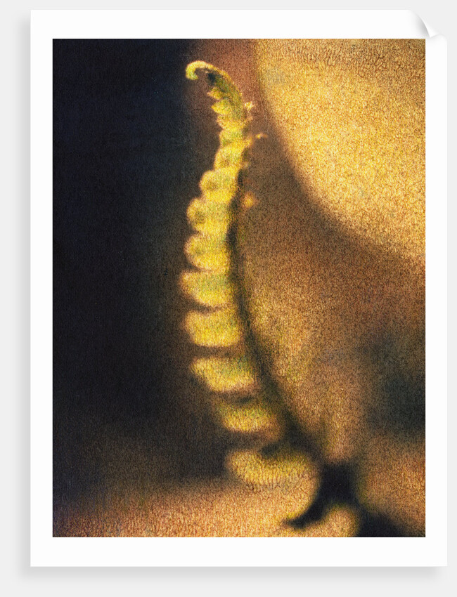 New Fern by Jennifer Kennard