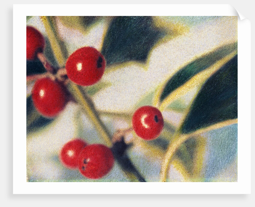 Holly with Berries by Jennifer Kennard