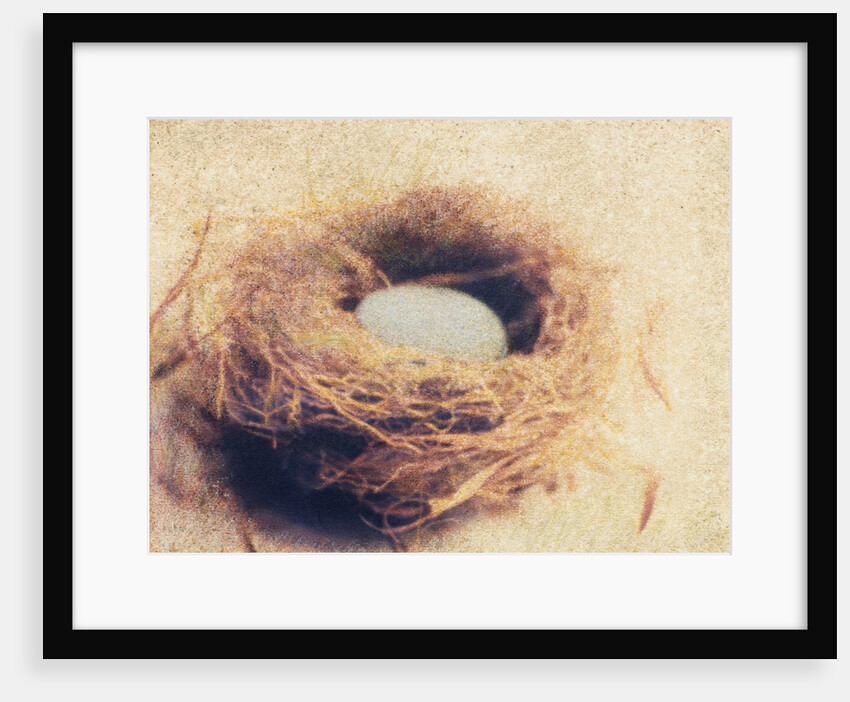 Bird's Nest by Jennifer Kennard