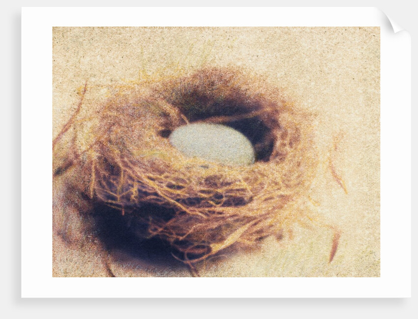 Bird's Nest by Jennifer Kennard