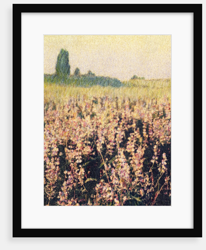 Wild Lupines by Jennifer Kennard