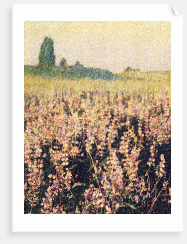 Wild Lupines by Jennifer Kennard