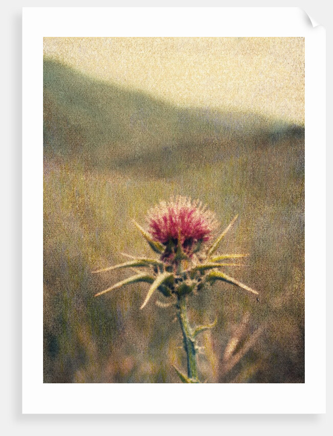 Thistle #2 by Jennifer Kennard