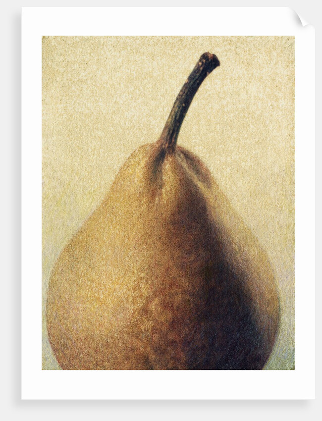 D'Anjou Pear by Jennifer Kennard