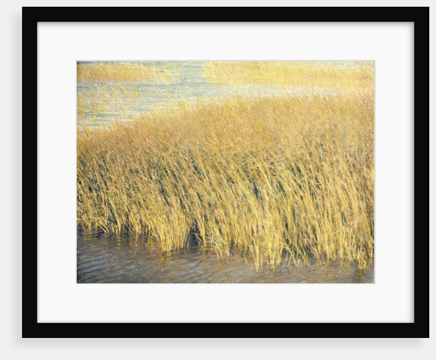 Beach Grass by Jennifer Kennard