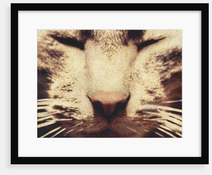 Wally by Jennifer Kennard