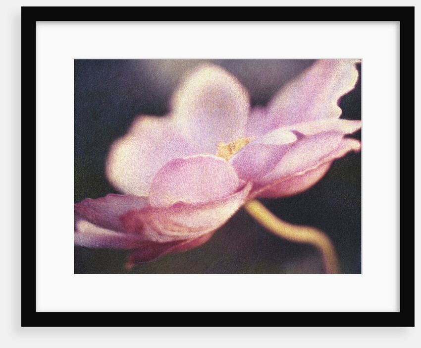Japanese Anemone Blossom by Jennifer Kennard
