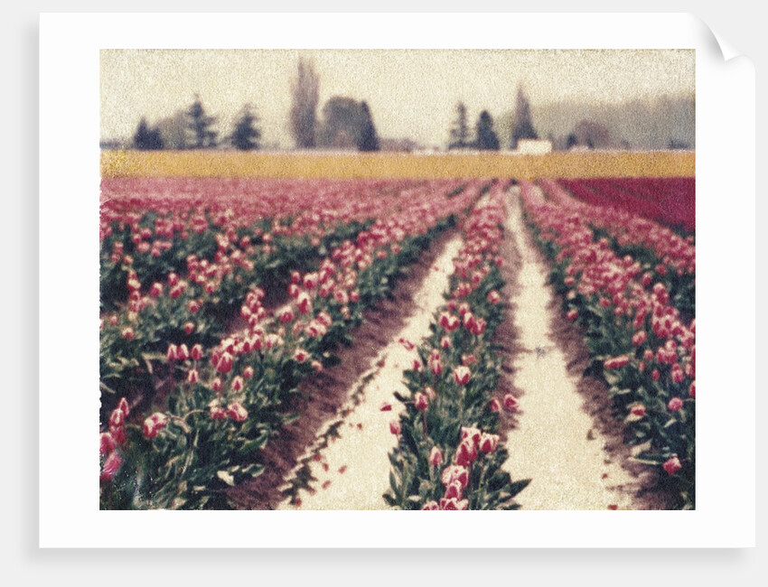 Skagit Valley Tulips by Jennifer Kennard