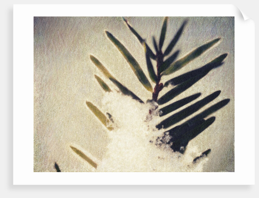 Evergreen Bough in Snow by Jennifer Kennard