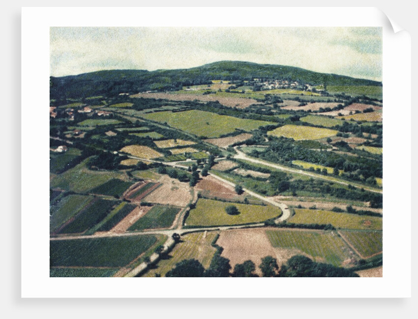 Vineyards by Jennifer Kennard