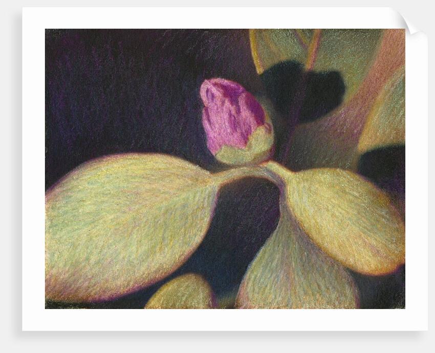Rhododendron Bud by Jennifer Kennard