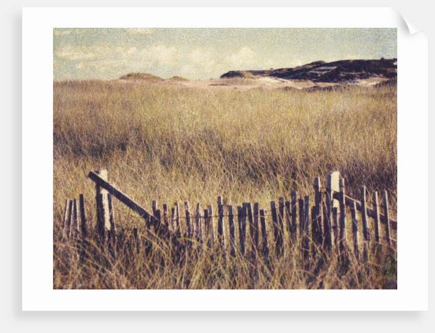 Cape Cod Sandunes by Jennifer Kennard