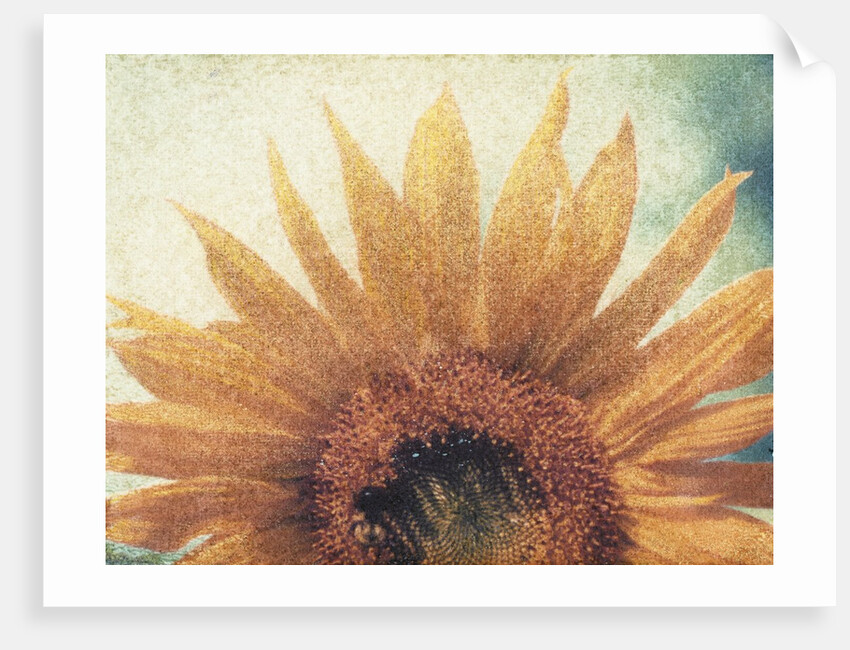 Sunflower by Jennifer Kennard