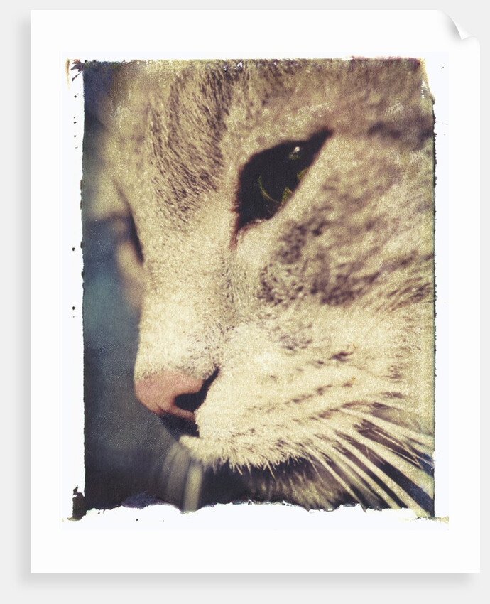 Wally #2 by Jennifer Kennard