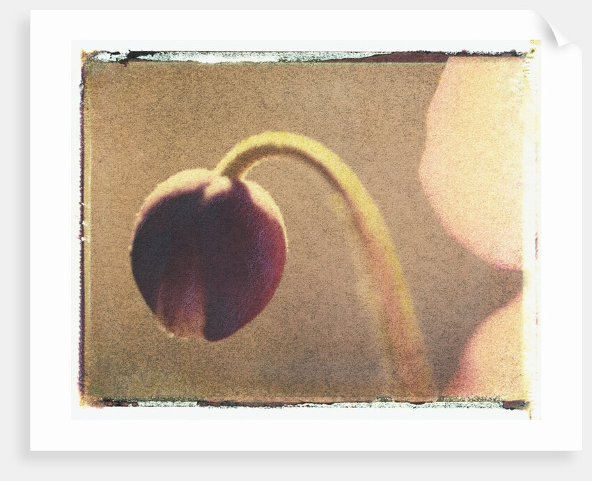 Anemone Bud by Jennifer Kennard