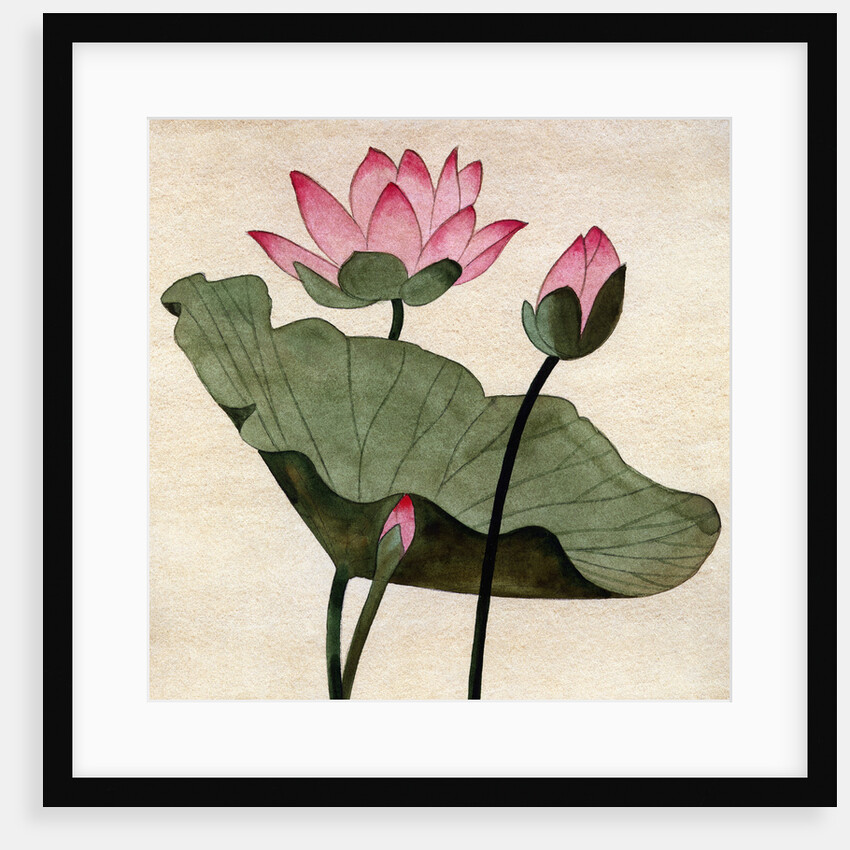 Lotus Blossom - 1 by Robert McIntosh