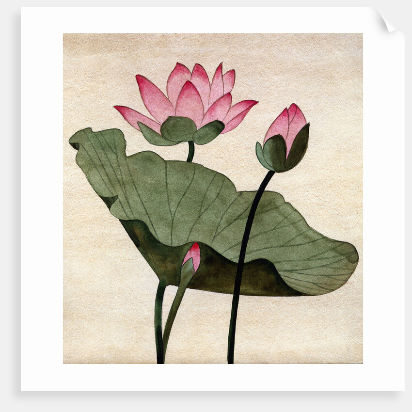 Lotus Blossom - 1 by Robert McIntosh