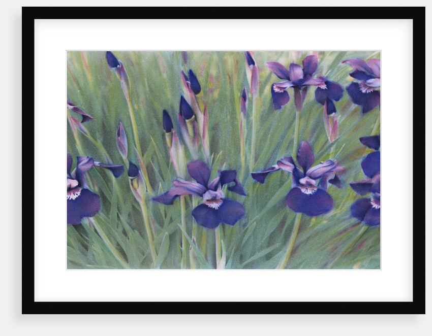 Irises by Kirsten Soderlind