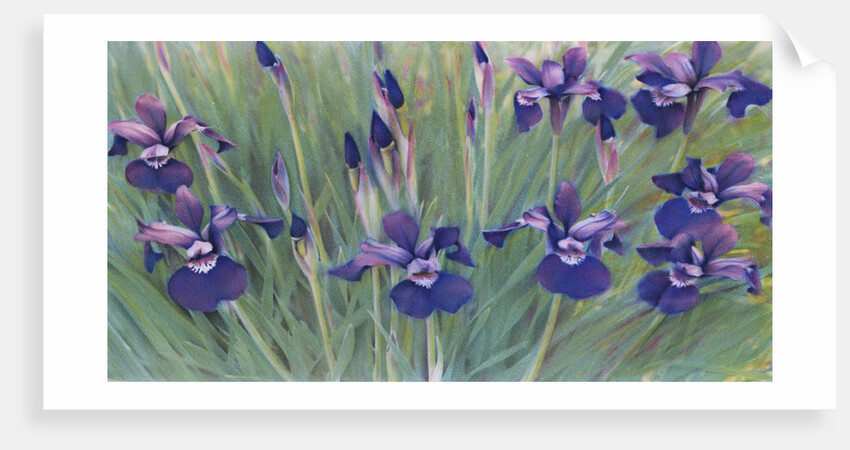 Irises by Kirsten Soderlind