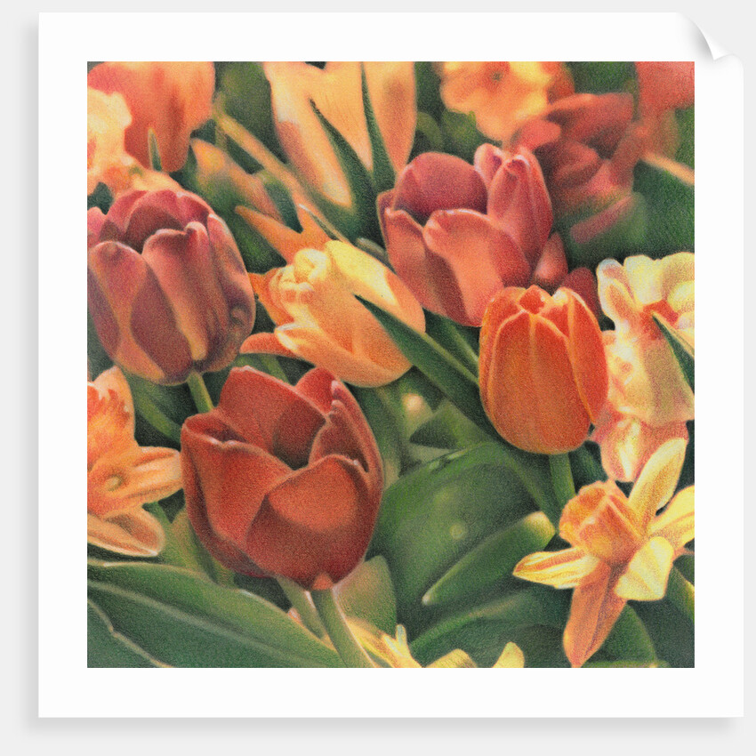 Tulips by Kirsten Soderlind
