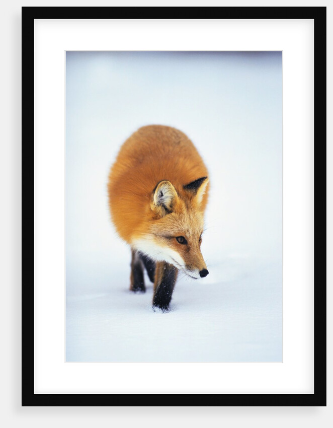 Red Fox in Snow by Anonymous