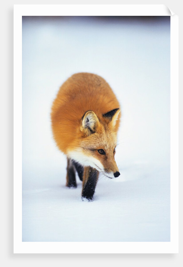 Red Fox in Snow by Anonymous