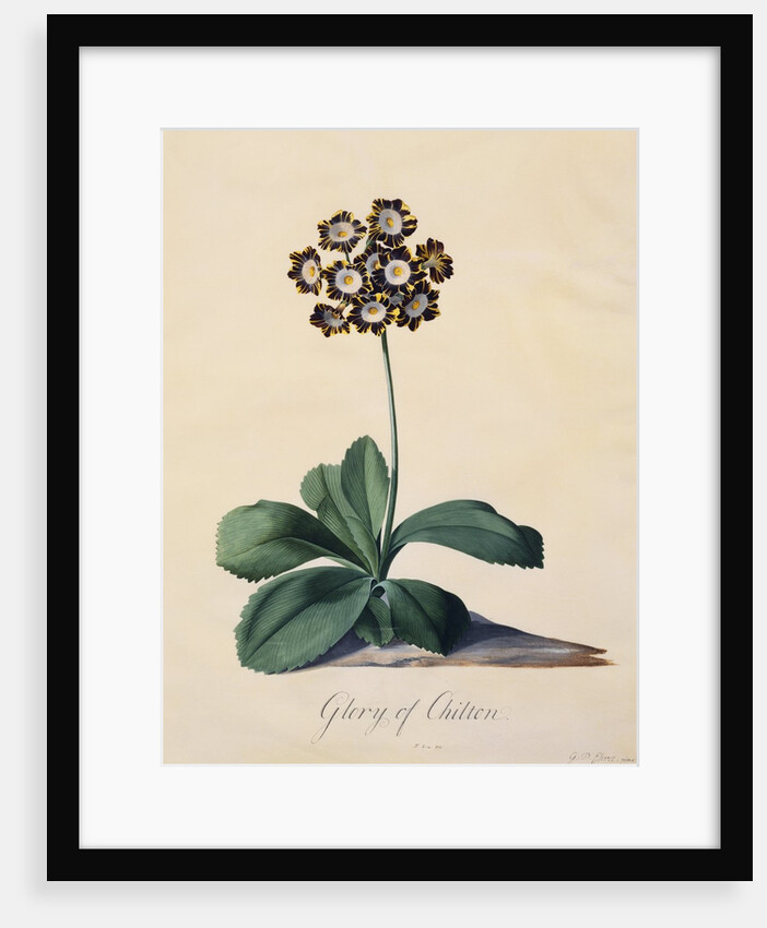 Botanical Print of Glory of Chilton by Johann Wilhelm Weinmann