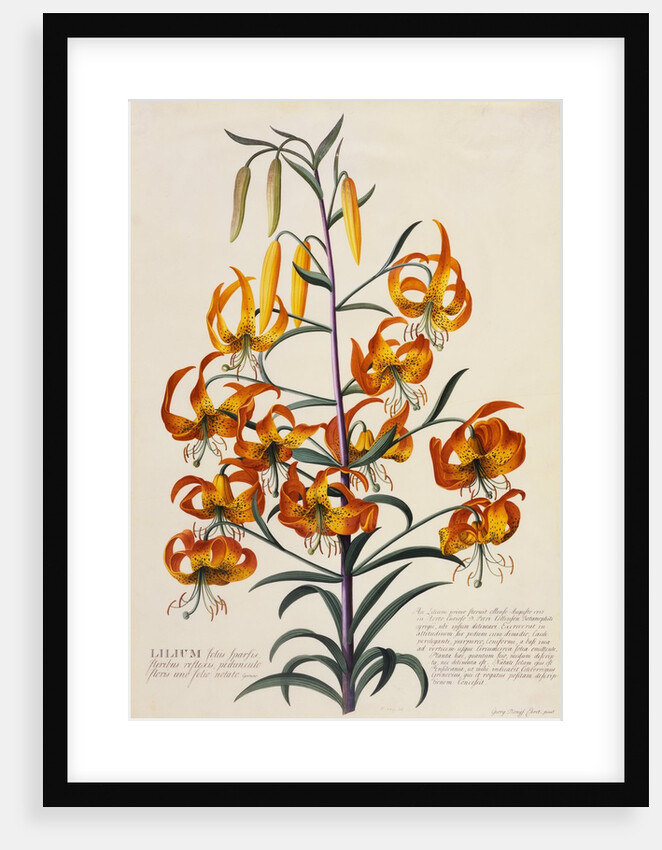 Botanical Print of American Turkscap Lily by Johann Wilhelm Weinmann