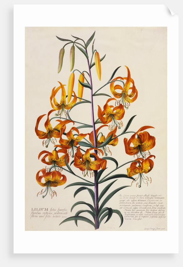 Botanical Print of American Turkscap Lily by Johann Wilhelm Weinmann