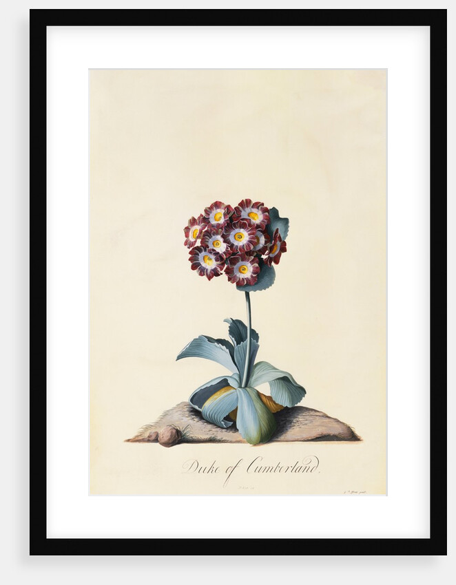Botanical Print of Garden Auricula by Johann Wilhelm Weinmann