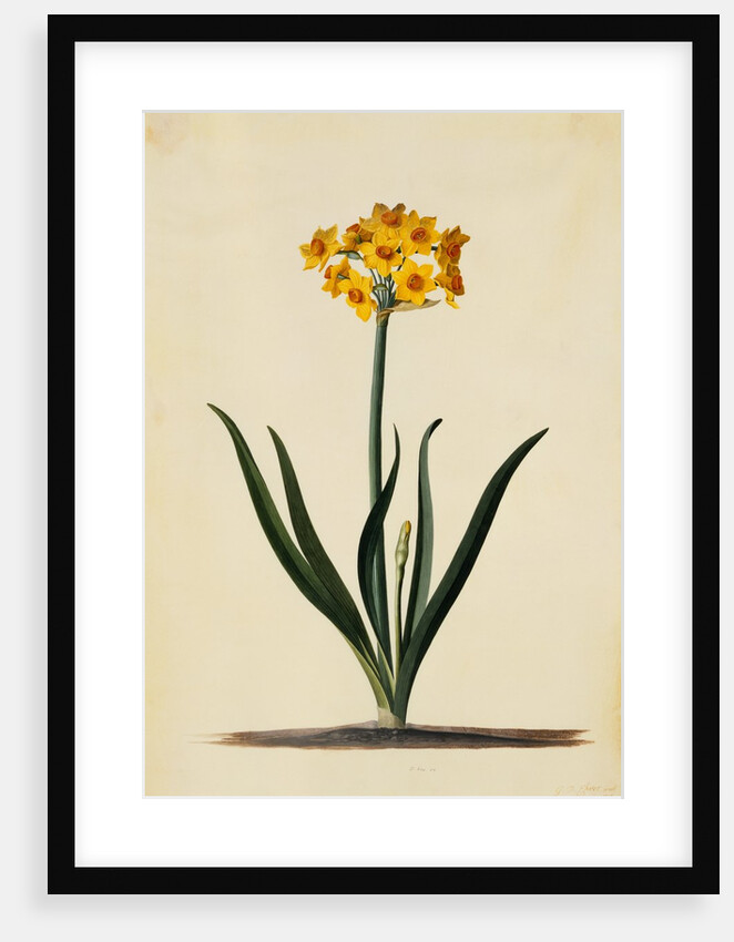 Botanical Print of Narcissus by Johann Wilhelm Weinmann