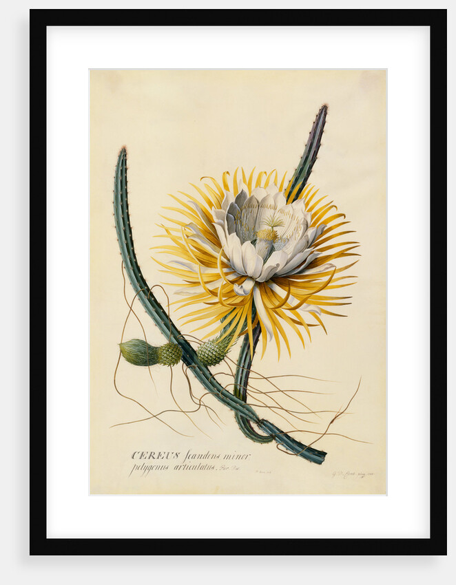 Botanical Print of Queen of the Night by Johann Wilhelm Weinmann