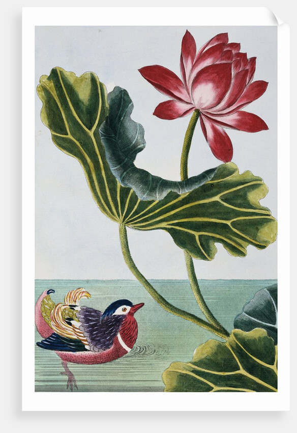 18th Century French Print of Red Water Lily of China II. by Anonymous