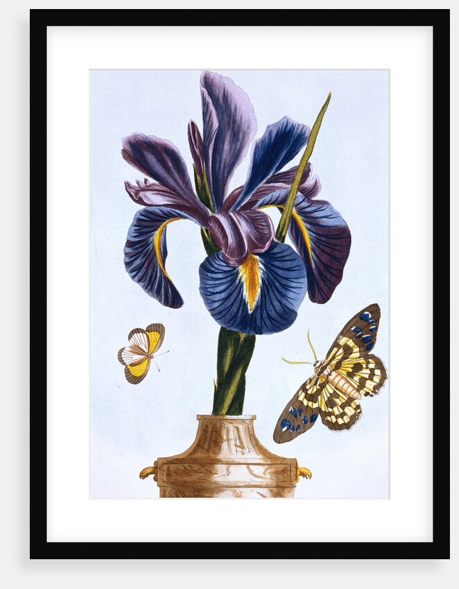 18th Century French Print of Common Iris With Butterflies by Anonymous