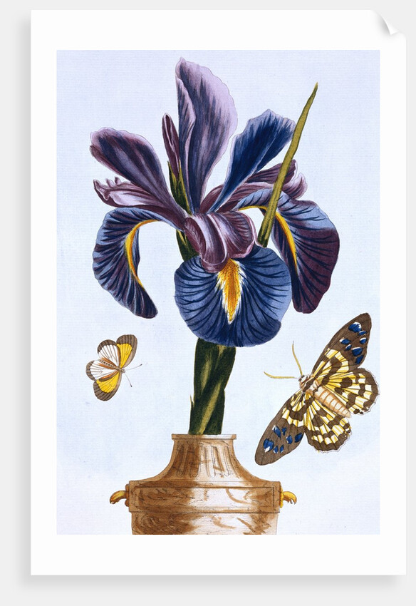 18th Century French Print of Common Iris With Butterflies by Anonymous
